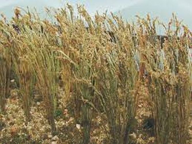 BACHMANN Wheat Landscaping Supply - .