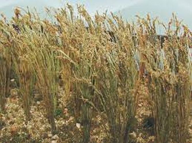 BACHMANN Wheat Landscaping Supply