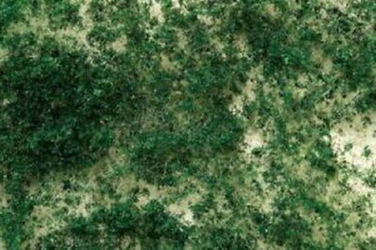 BACHMANN Dark Green Foliage Medium Grade - TRAIN