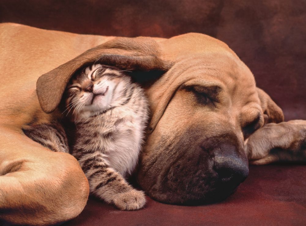 CLEMENTONI Cuddles 500 Piece Puzzle - 