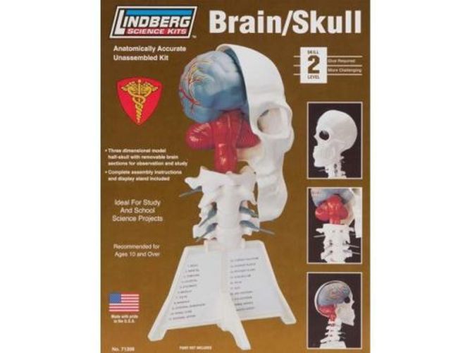 LINDBERG Brain/skull Model Kit - MODELS