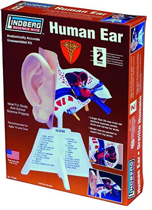 LINDBURG MODEL Human Ear Model