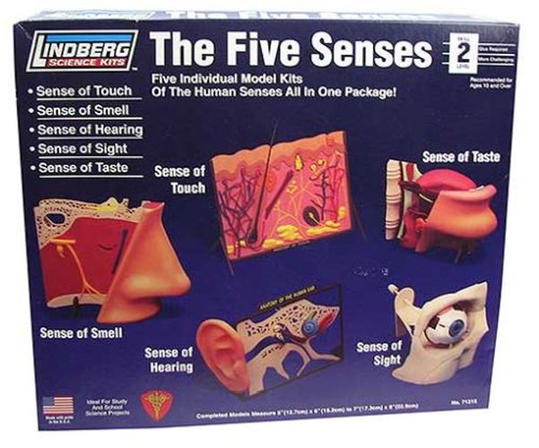 LINDBURG MODEL The Five Senses Model Kits - 