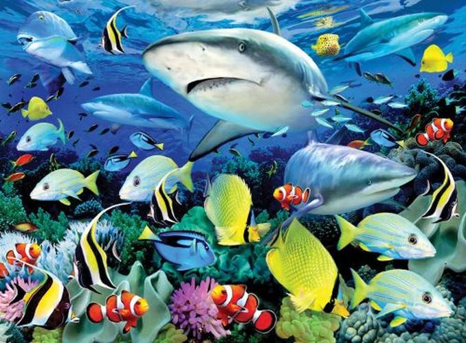 ROYAL LANGNICKEL ART Reef Sharks Painting By Numbers Art Kit - CRAFT