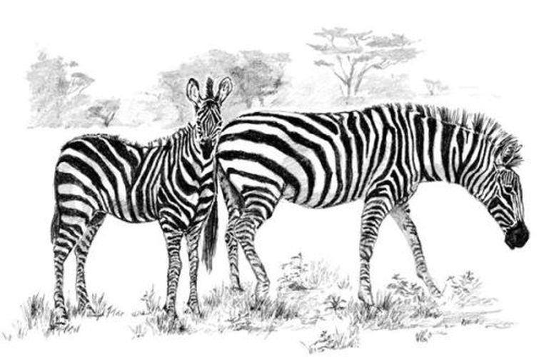 ROYAL LANGNICKEL ART Zebras Sketching Made Easy Art Kit - CRAFT