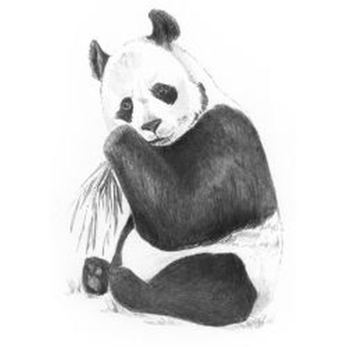 ROYAL LANGNICKEL ART Panda Sketching Art Project - .